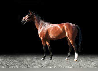 Other Warmbloods, Mare, 6 years, 16,1 hh, Brown