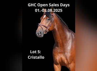 Other Warmbloods, Mare, 6 years, 16,1 hh, Brown