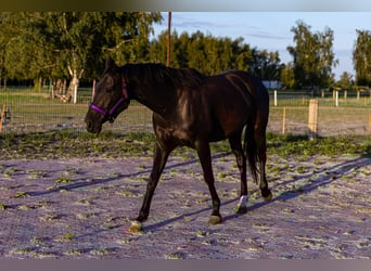 Other Warmbloods, Mare, 6 years, 16,2 hh, Black
