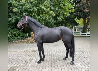 Other Warmbloods, Mare, 6 years, 16,2 hh, Black