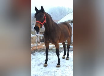 Other Warmbloods, Mare, 6 years, 16,3 hh, Brown