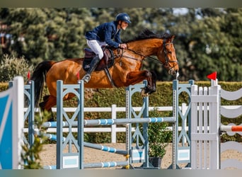 Other Warmbloods, Mare, 6 years, 17 hh, Brown