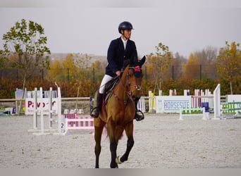 Other Warmbloods, Mare, 6 years, 17 hh, Brown