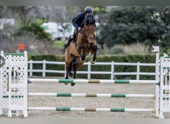 Other Warmbloods, Mare, 6 years, 17 hh, Brown
