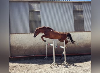 Other Warmbloods, Mare, 6 years, 17 hh, Chestnut-Red