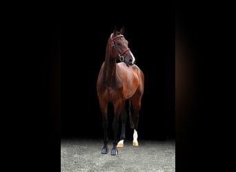 Other Warmbloods, Mare, 6 years, Bay-Dark
