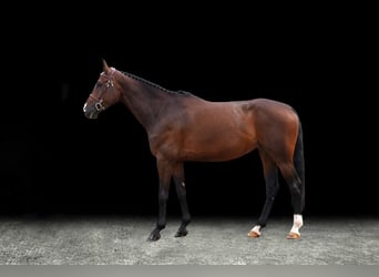 Other Warmbloods, Mare, 6 years, Bay-Dark