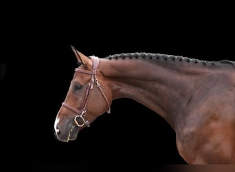 Other Warmbloods, Mare, 6 years, Bay-Dark
