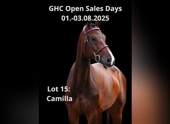 Other Warmbloods, Mare, 6 years, Bay-Dark