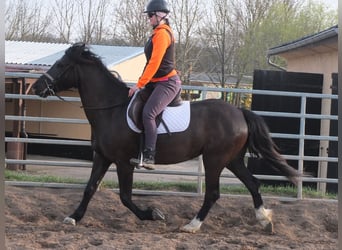 Other Warmbloods, Mare, 7 years, 15.1 hh, Black