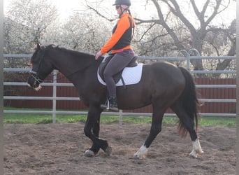 Other Warmbloods, Mare, 7 years, 15.1 hh, Black