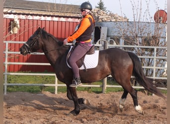 Other Warmbloods, Mare, 7 years, 15.1 hh, Black