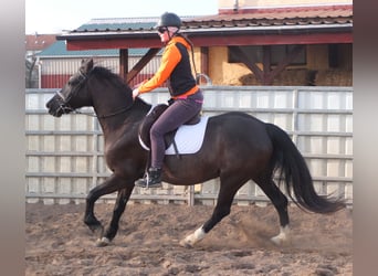 Other Warmbloods, Mare, 7 years, 15.1 hh, Black