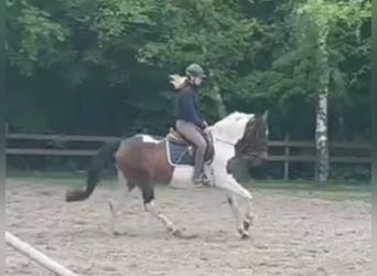 Other Warmbloods, Mare, 7 years, 15.1 hh, Pinto