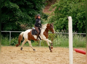 Other Warmbloods Mix, Mare, 7 years, 15.1 hh, Pinto