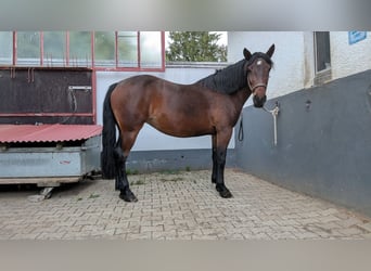 Other Warmbloods, Mare, 7 years, 15.2 hh, Brown