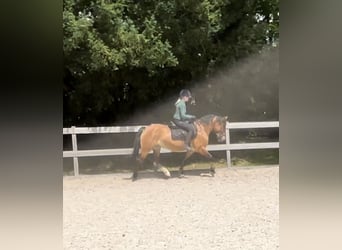 Other Warmbloods, Mare, 7 years, 15.2 hh, Brown
