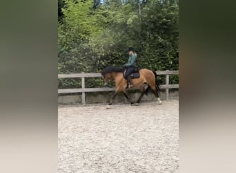 Other Warmbloods, Mare, 7 years, 15.2 hh, Brown