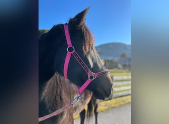 Other Warmbloods Mix, Mare, 7 years, 15.2 hh, Smoky-Black