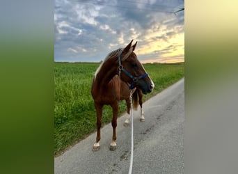 Other Warmbloods Mix, Mare, 7 years, 15,1 hh, Chestnut-Red