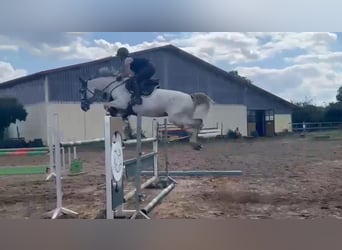 Other Warmbloods, Mare, 7 years, 16,1 hh, Gray