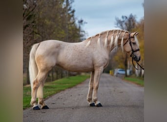 Other Warmbloods, Mare, 7 years, 16 hh, Palomino