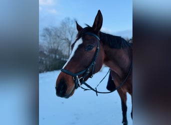 Other Warmbloods, Mare, 7 years, 16 hh
