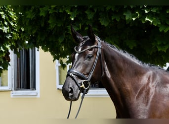 Other Warmbloods, Mare, 7 years, 16,1 hh, Black