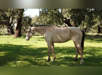 Other Warmbloods Mix, Mare, 7 years, 17 hh, Buckskin