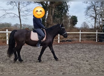 Other Warmbloods, Mare, 8 years, 14,2 hh, Black