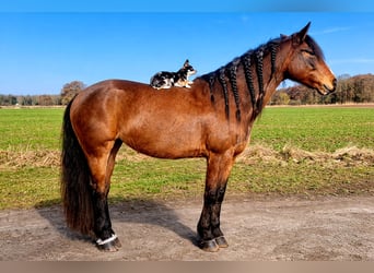 Other Warmbloods Mix, Mare, 8 years, 15.2 hh, Brown