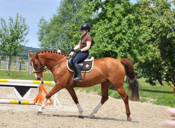 Other Warmbloods, Mare, 8 years, 15.2 hh, Chestnut-Red