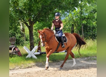 Other Warmbloods, Mare, 8 years, 15.2 hh, Chestnut-Red