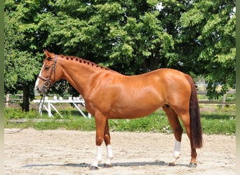 Other Warmbloods, Mare, 8 years, 15.2 hh, Chestnut-Red