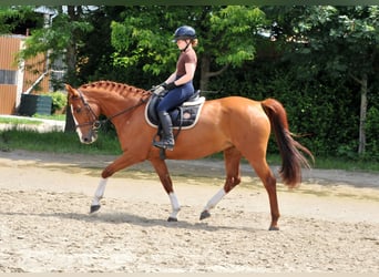 Other Warmbloods, Mare, 8 years, 15.2 hh, Chestnut-Red