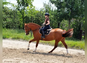 Other Warmbloods, Mare, 8 years, 15.2 hh, Chestnut-Red