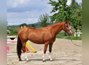 Other Warmbloods, Mare, 8 years, 15.2 hh, Chestnut-Red