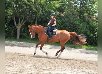 Other Warmbloods, Mare, 8 years, 15.2 hh, Chestnut-Red