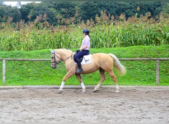 Other Warmbloods, Mare, 8 years, 15.2 hh, Palomino