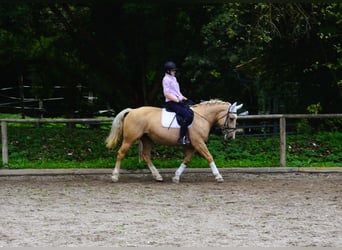 Other Warmbloods, Mare, 8 years, 15.2 hh, Palomino