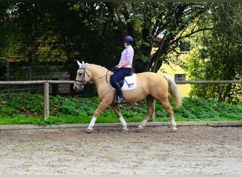 Other Warmbloods, Mare, 8 years, 15.2 hh, Palomino