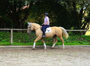 Other Warmbloods, Mare, 8 years, 15.2 hh, Palomino