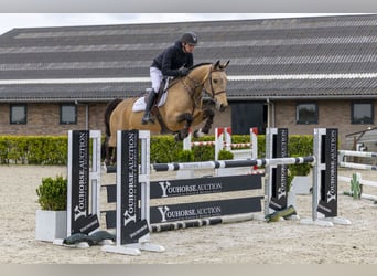 Other Warmbloods, Mare, 8 years, 15.2 hh