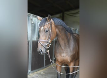 Other Warmbloods, Mare, 8 years, 15.3 hh, Brown