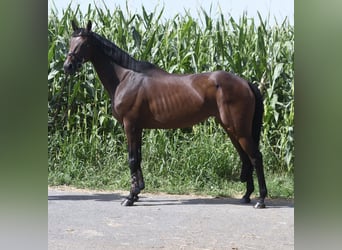 Other Warmbloods, Mare, 8 years, 15.3 hh, Brown