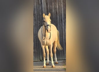 Other Warmbloods, Mare, 8 years, 15 hh, Palomino
