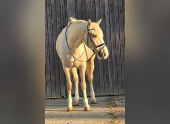 Other Warmbloods, Mare, 8 years, 15 hh, Palomino