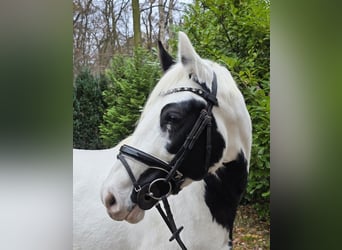 Other Warmbloods, Mare, 8 years, 15,1 hh, Pinto