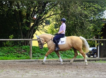 Other Warmbloods, Mare, 8 years, 15,2 hh, Palomino
