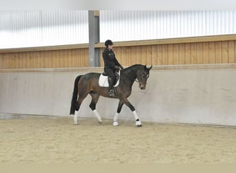 Other Warmbloods, Mare, 8 years, 16.1 hh, Brown